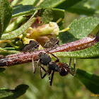 Camponotus ant tending treehopper nymphs