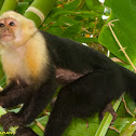 White-faced Capuchin Monkey