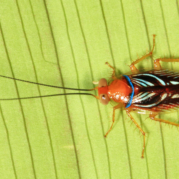 Cockroaches of the North Eastern United States Project Noah