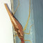 Two-spotted Tree Cricket