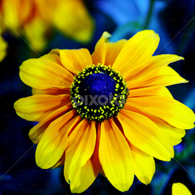 by Deep Chanda - Flowers Single Flower