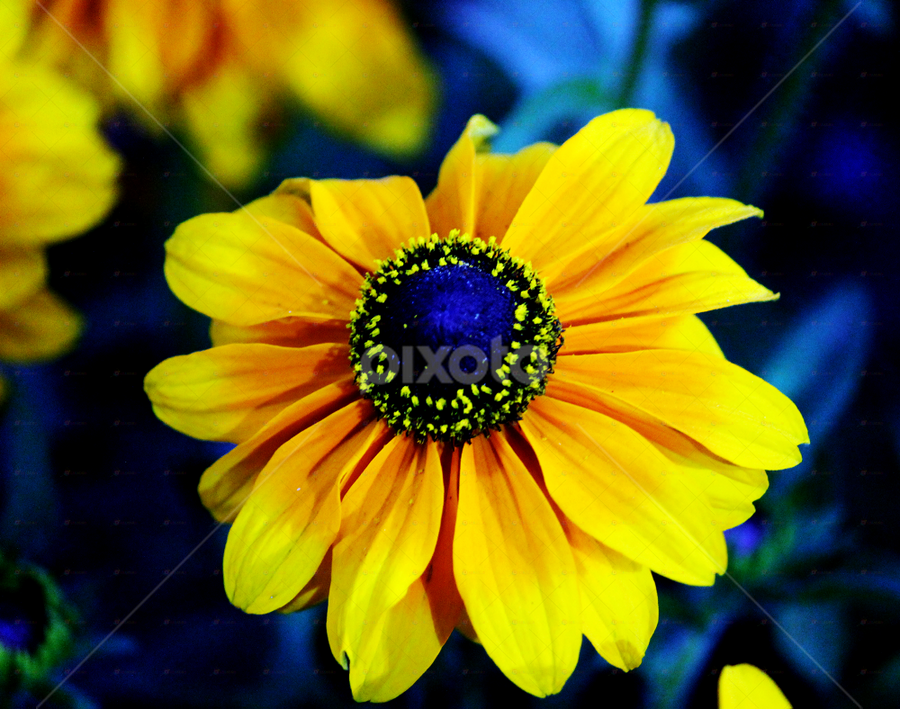 by Deep Chanda - Flowers Single Flower