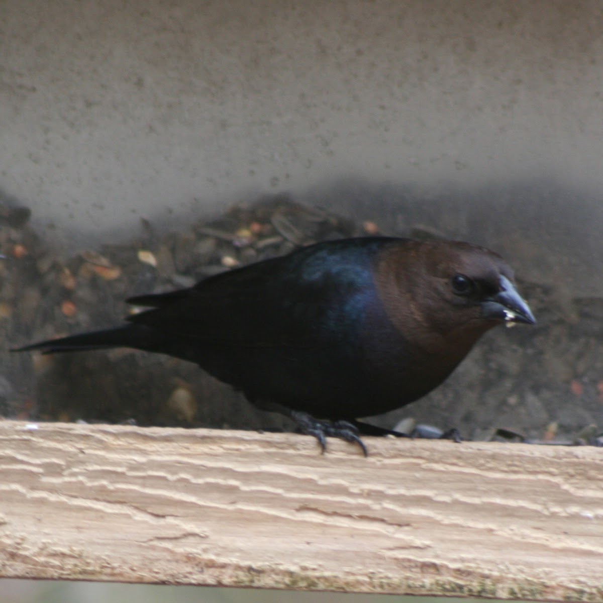 Brown-headed Cowbird