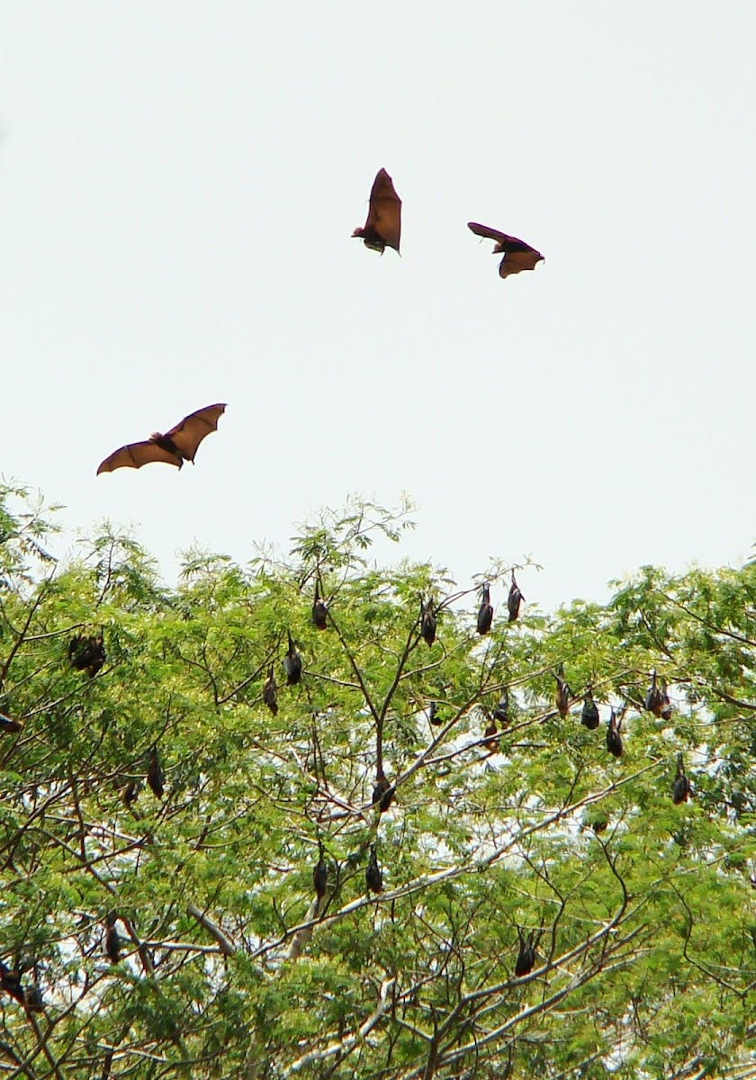 Mauritian Flying Fox