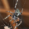 Giant lichen orbweaver