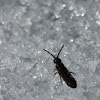 springtail (snow flea)