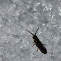 springtail (snow flea)
