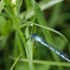 Azure Damselfly