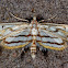 Chestnut-Marked Pondweed Moth