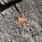 Unknown spider