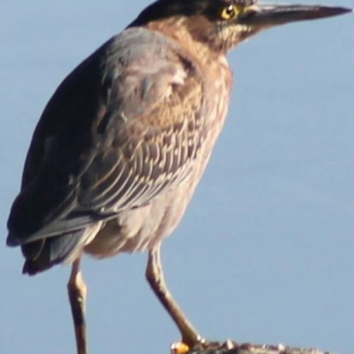 Green Heron