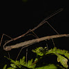 Stick Insects, Phasmid - Mating Pair