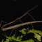 Stick Insects, Phasmid - Mating Pair