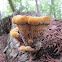 velvet-top fungus, dyer's polypore,Norway Chicken, or dyer's mazegill