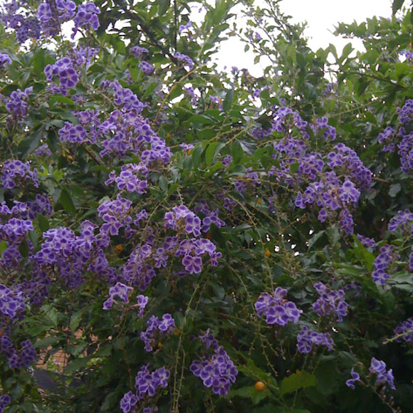 China doll plant Project Noah