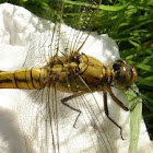 Black-tailed skimmer (female or juvenile)