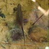 Smooth newt