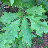 Northern Red oak