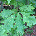 Northern Red oak