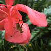 Common Garden Katydid  (nymph)