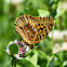 Great-spangled Fritillary