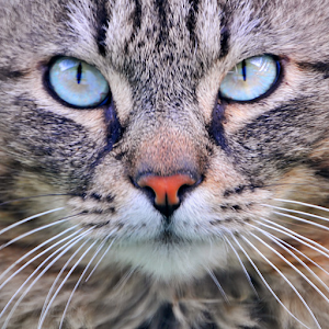 Cat Sounds.apk 1.2