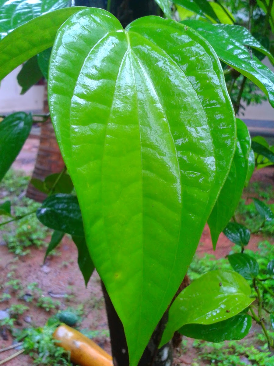 Betel plant