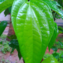 Betel plant