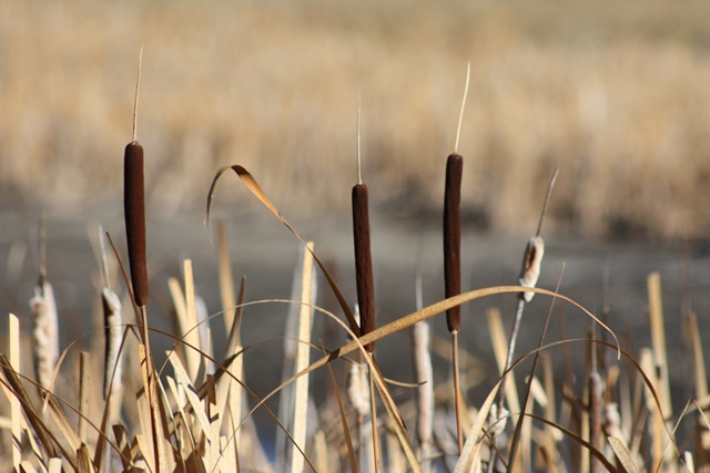 [BullRush[3].jpg]