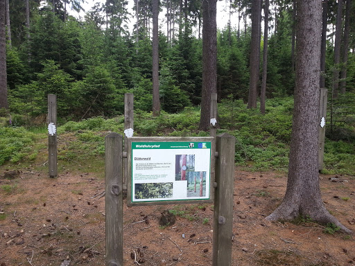 Waldlehrpfad - Blätterwald