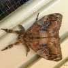 Australian Tussock Moth
