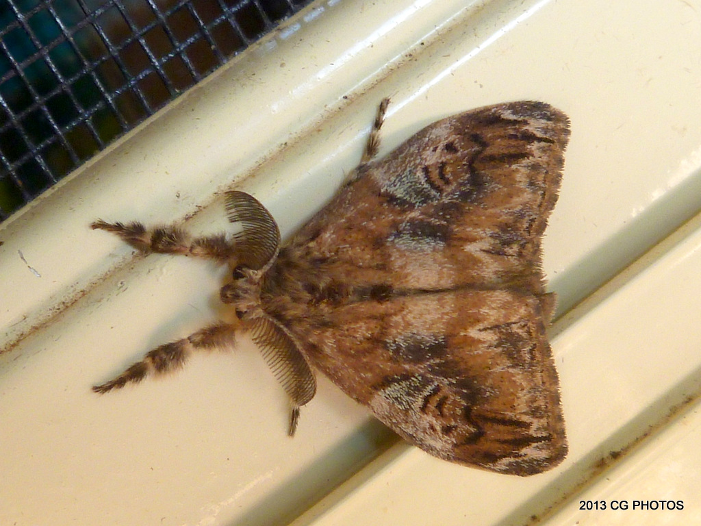 Australian Tussock Moth