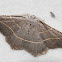 Pale Metanema Moth #6819
