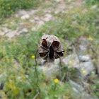 Field Fennelflower, seed pods (Νιγκέλλα)