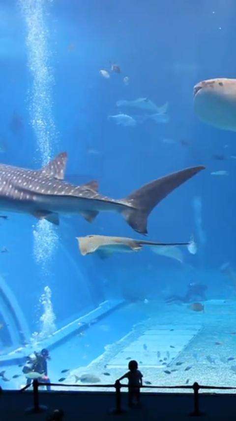 Sting Rays Live Retaliation Sting Rays Live Retaliation
