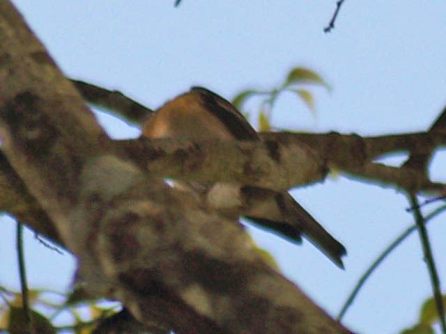Rufous-chested Flycatcher?