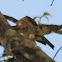 Rufous-chested Flycatcher?