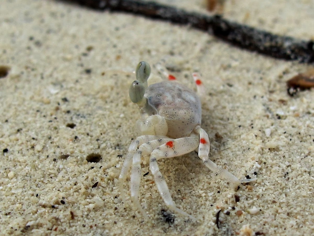 Burrowing crab