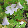 Oxalis (Lilac)