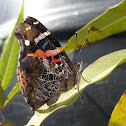 Indian Red Admiral