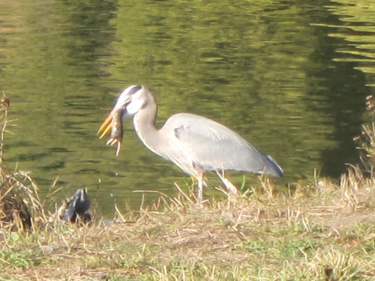 Great Blue Heron Eating Gopher