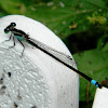 Rambur's forktail