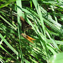 Zabulon skipper