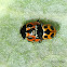 Notata Lady Beetle