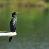 Little Cormorant