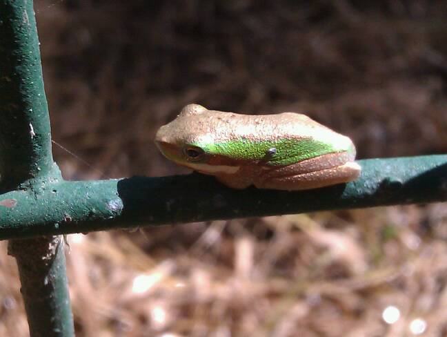 Eastern Sedge Frog, Eastern Dwarf Tree Frog
