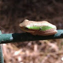 Eastern Sedge Frog, Eastern Dwarf Tree Frog