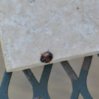 Cactus Ladybug