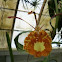 Butterfly Orchid