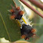 Mottled Cup Moth caterpillar